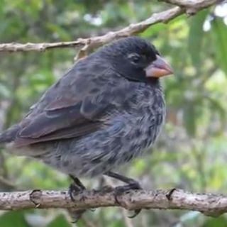 Galápagos llama a proteger a pinzón de Darwin amenazado por mosca invasora