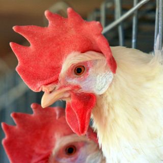 El Senasica autoriza vacunación de aves en nueve estados