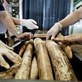 Tailandia pide prohibir tráfico de marfil durante CITES