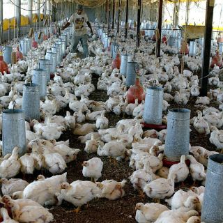 La Sagarpa garantiza vacunas suficientes contra gripe aviar
