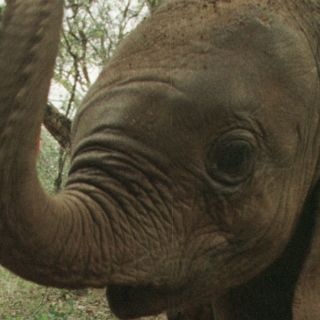 En África merma un 62 por ciento población de elefantes