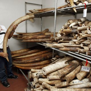 Solicitan apoyo a Google ante venta ilegal de marfil