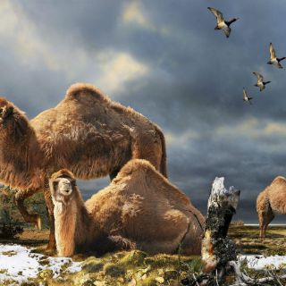 Descubren restos de camello gigante del Ártico canadiense