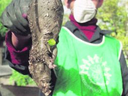 Los gatos temen a estas ratas, que además no mueren al ingerir venenos convencionales. ESPECIAL /