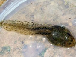 Los renacuajos con colas más grandes tuvieron una tasa más alta de supervivencia. ARCHIVO /