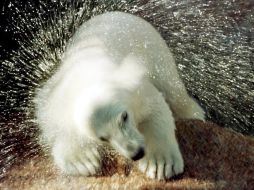 El oso polar ve amenazada su supervivencia con la disminución de los casquetes polares. REUTERS /
