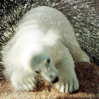 Unión Europea propone mayor protección del oso polar