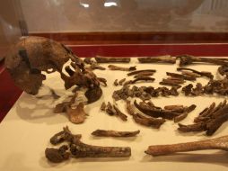 Los huesos que han encontrado pertenecen a distintos períodos. ARCHIVO /