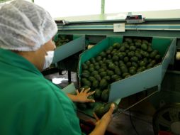 En el sector de la agroindustria se exporataron mil 950 MDD hasta noviembre de 2012. ARCHIVO /