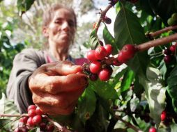La protesta se convocó para demandar un aumento en el subsidio de los 34 dólares que reciben por carga de 125 kilogramos del grano.  /