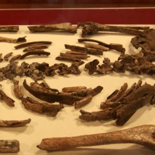 Abren exposición sobre cultura-naturaleza en el Chopo