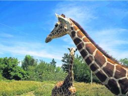 ''Giraffa camelopardalis'', nombre científico de la jirafa, uno de los animales a los que está permitido alimentar en las visitas. EL INFORMADOR /