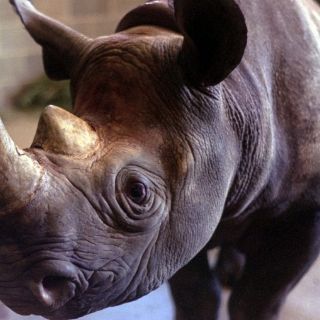 El comercio del rinoceronte divide a los científicos