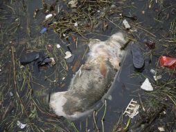 Los animales fueron hallados en el distrito suburbano shanghainés de Songjiang, al suroeste del corazón de la metrópoli china. AP /