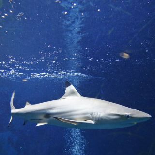 La CITES aprueba proteger a varias especies de tiburón