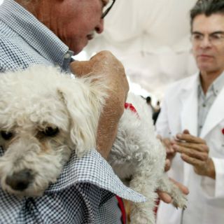 Comienza campaña de vacunación para mascotas