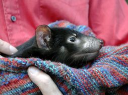 El cáncer está llevando a la población de demonios de Tasmania al borde de la extinción. ARCHIVO /