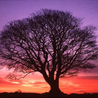 CITES regulará comercio de árboles amenazados