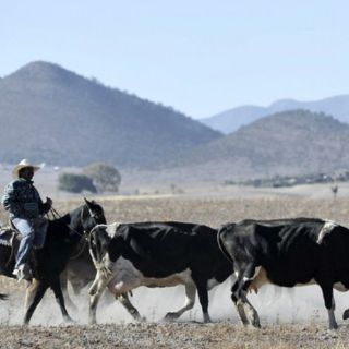 Sector agropecuario urge a gobierno acciones ante la crisis alimentaria