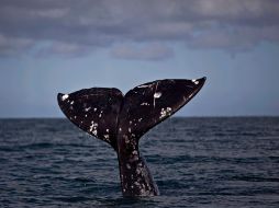 Frente a Guerrero Negro, las ballenas han encontrado en aguas mexicanas un santuario protegido. AP /