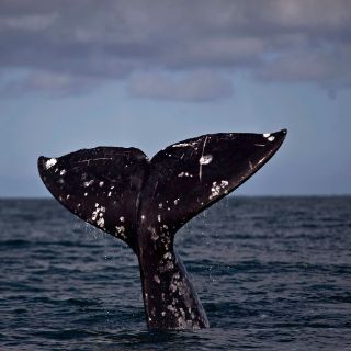 La ballena gris encuentra refugio en costas mexicanas