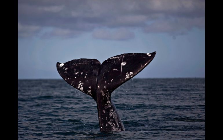 Frente a Guerrero Negro, las ballenas han encontrado en aguas mexicanas un santuario protegido. AP /