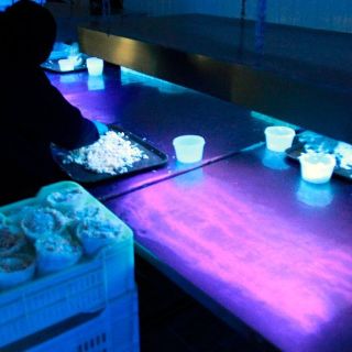 Fundéu BBVA: ''rayos uva'', mejor que ''rayos UVA''