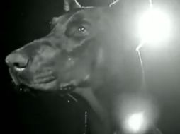 Este simpático perro realizó la parodia del video ''Diamonds'' de Rihanna. ESPECIAL /