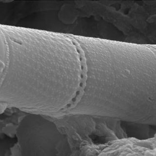 Caída de meteorito despierta búsqueda de vida extraterrestre