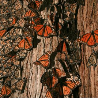 Población de mariposa monarca en EU baja dramáticamente