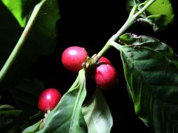 La organización de productores Indígenas de la Sierra Madre de Motozintla acude a autoridades estatales y federales. ARCHIVO /