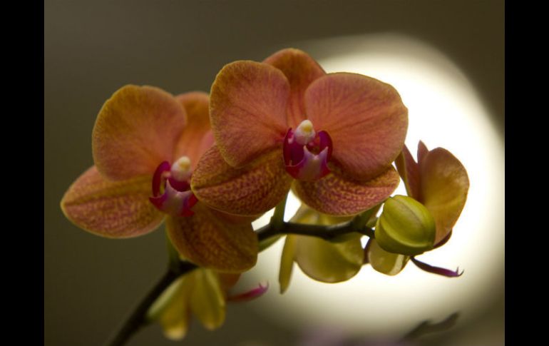 En Oaxaca crecen 715 especies de orquídeas diferentes, poco más de la mitad de las mil 300 registradas en México. ARCHIVO /