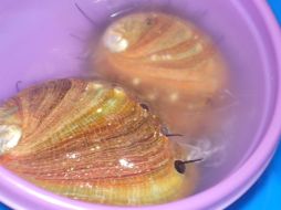 La almeja generosa es un molusco que habita en el Golfo de California y el Océano Pacífico. Agencoa CONACYT  /