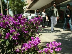 Bugambilias sobre Avenida Juárez, a la altura de Ocampo.  /