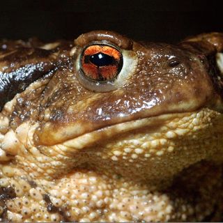 Ante amenaza de sapo venenoso en Australia, piden banco genético