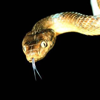 Contra plaga de serpientes en Guam, ''lluvia'' de ratones tóxicos