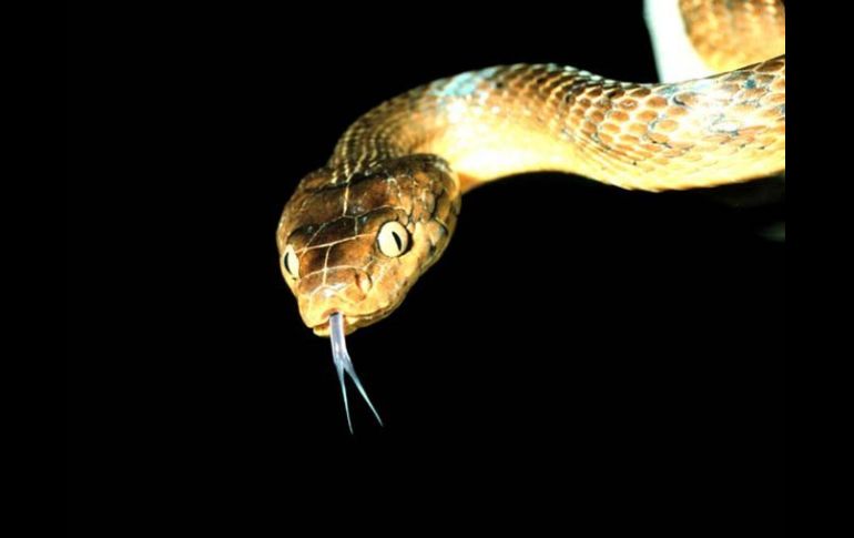 La serpiente arbórea café podría ser controlada con una ''lluvia'' de ''paracaidistas'' tóxicos. ARCHIVO /