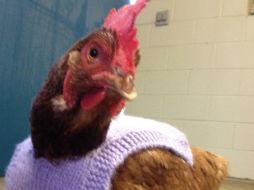 El ave responde al nombre de Olivia y actualmente reside en el santuario Kindred Spirits de Florida. EFE /