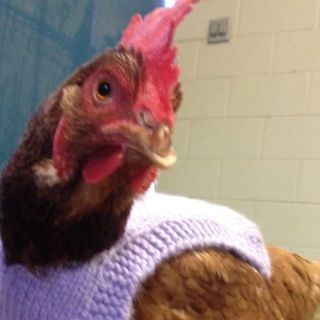PETA cuida de gallina gracias a que Ricky Martin se hizo vegetariano