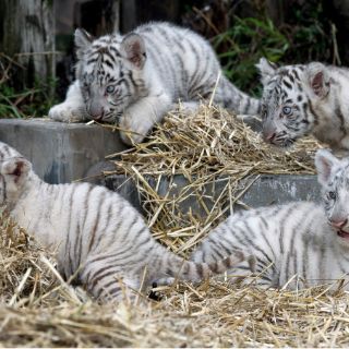 Cuatro tigres de Bengala blancos nacen en Argentina