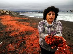 Los pequeños langostinos sirven de alimento a la merluza que se pesca en la zona. EFE /