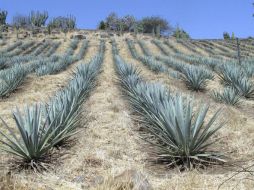 Los desperdicios de la industria mezcalera y tequilera pueden ayudar a generar energía que no genera CO2. ARCHIVO /