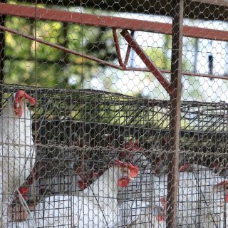 Contenida la influenza aviar: Senasica