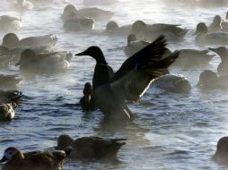 El portavoz municipal, Xu Wei, señaló que la limpieza del río a su paso por Shanghái está prácticamente concluida. ARCHIVO /