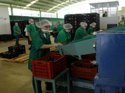 El INEGI difunde la medición de la productividad laboral global de la economía mexicana y de la productividad laboral. ARCHIVO /