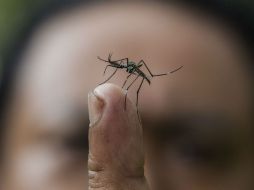 Este año se observa un incremento del 40% en los contagios de dengue en México, respecto a los que se registraron en 2012. ARCHIVO /