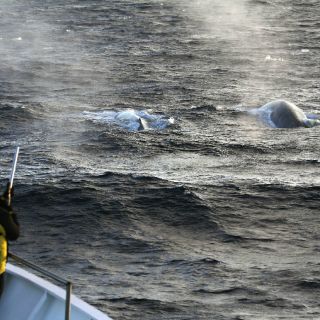Rastrean ballenas azules a través de su canto en la Antártida