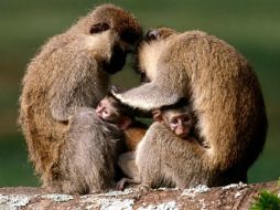 El comportamiento de los monos indica que sus procesos cognitivos superiores no son siempre usados para resolver problemas sociales. ESPECIAL /