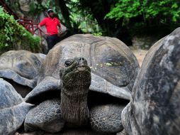 El archipiélago de Galápagos debe su nombre a las grandes tortugas que lo habitan. AFP /
