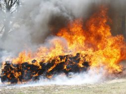 Los policías incendiaron más de 104 mil plantas que estaban sembradas en tres hectáreas. ARCHIVO /